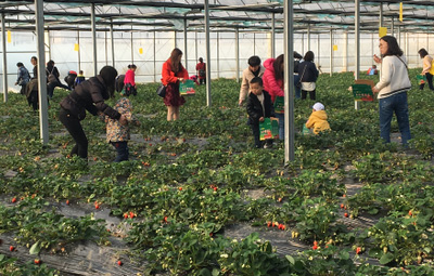 相约采摘草莓，，，，，，，尽享田园乐趣